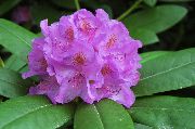 lilla Fiore Azalee, Pinxterbloom (Rhododendron) foto