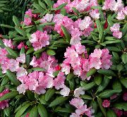 розов Цвете Азалии, Pinxter Разцвет (Rhododendron) снимка