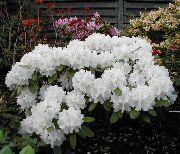 Azaleas, Pinxterbloom თეთრი ყვავილების