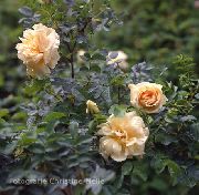   ( ) Rosa rugosa Hybride 'Agnes'