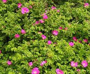 розе Цвет Плажа Росе (Rosa-rugosa) фотографија