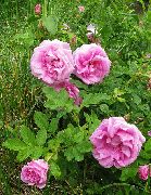 рожевий Квітка Троянда Зморшкувата (Троянда Ругоза) (Rosa-rugosa) фото