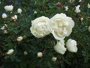 თეთრი ყვავილების გაიზარდა (rose) ფოტო