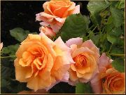 arancione Fiore Polyantha Rosa (Rosa polyantha) foto