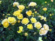 κίτρινος λουλούδι Polyantha Τριαντάφυλλο (Rosa polyantha) φωτογραφία