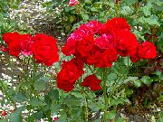 czerwony Kwiat Polyantha Wzrosła (Rosa polyantha) zdjęcie