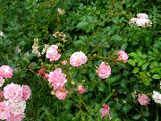 Polyantha Ros rosa Blomma