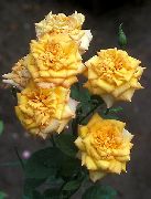 sarı çiçek Grandiflora Gül (Rose grandiflora) fotoğraf