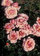 bleikur Blóm Grandiflora Hækkaði (Rose grandiflora) mynd