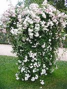 vit Blomma Ro Vandrare, Klättring Ros (Rose Rambler) foto
