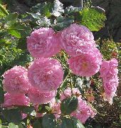 Ruže Tramp, Horolezectvo Ruže ružový Kvetina