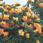 Rambler Rose, Rose Escalade orange Fleur