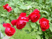 červená Květina Růže Tramp, Horolezectví Růže (Rose Rambler) fotografie
