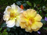 jaune Fleur Couverture Du Sol Rose (Rose-Ground-Cover) photo