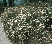 Rosa Bunddække hvid Blomst