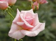 Hibrid Tearózsa rózsaszín Virág