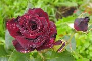 Hibrīds Tēja Rožu burgundietis Zieds
