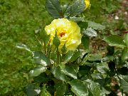 galben Floare Ceai Hibrid A Crescut (Rosa) fotografie