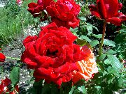 червоний Квітка Троянда Чайно-Гібридна (Rosa) фото
