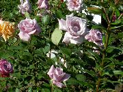 lilla Blomst Hybrid Te Steg (Rosa) foto
