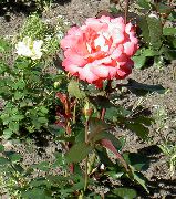oranžinis žiedas Hibridinių Arbatos Išaugo (Rosa) nuotrauka