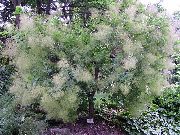 hvit Blomst Smokebush (Cotinus) bilde