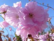 розов Цвете Prunus, Слива  снимка