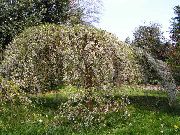 biela Kvetina Prunus, Slivka  fotografie