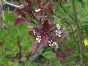 бео Цвет Прунус, Плум Трее (Prunus) фотографија
