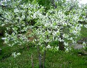 білий Квітка Слива (Prunus) фото
