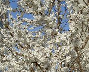 white Bloem Prunus, Pruimenboom  foto