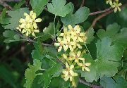 黄  金葡萄干，红醋栗花，金色的葡萄干 (Ribes) 照片