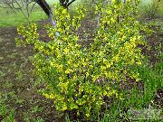 жовтий Квітка Смородина (Ribes) фото