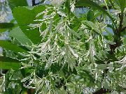 λευκό λουλούδι Δέντρο Περιθωριακοί, Γενειάδα Γέρου, Grancy Graybeard (Chionanthus) φωτογραφία
