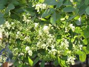Japanese Pagode Tre, Lærd Treet hvit Blomst