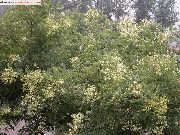 白 花 日本宝塔树，国槐 (Sophora) 照片
