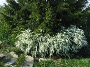 bela Cvet Medvejka, Veil Poročne Je, Maybush (Spiraea) fotografija