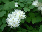 λευκό λουλούδι Spirea, Πέπλο Νυφικό Της, Maybush (Spiraea) φωτογραφία