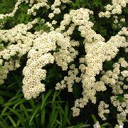 fehér Virág Spirea, Menyasszonyi Fátyol, Maybush (Spiraea) fénykép