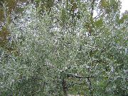 zilverachtig Plant Hangend-Wilg Leaved Peer, Huilen Zilveren Peer (Pyrus salicifolia) foto