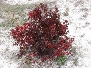 勃艮第 卉 红咆哮山茱萸，共同山茱萸 (Cornus) 照片