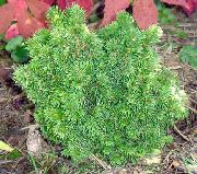 зелена Биљка Алберта Смрека, Црна Брда Оморика, Бела Смрека, Оморика Канадски (Picea glauca) фотографија