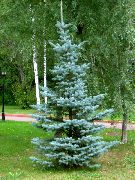 helesinine Taim Colorado Sinine Kuusk (Picea pungens) foto