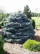 hopeanhohtoinen Kasvi Colorado Sininen Kuusi (Picea pungens) kuva