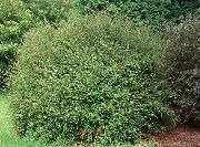 verde Planta Madressilva Arbustiva, Caixa De Madressilva, Madressilva Boxleaf (Lonicera nitida) foto