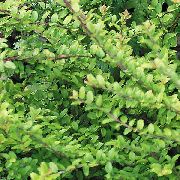 verde Planta Madressilva Arbustiva, Caixa De Madressilva, Madressilva Boxleaf (Lonicera nitida) foto