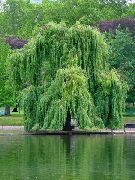yeşil Bitki Söğüt (Salix) fotoğraf