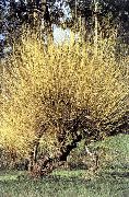 geltonas augalas Gluosnis (Salix) nuotrauka