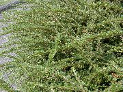 жасыл Өсімдіктер Көлденең Cotoneaster (Cotoneaster horizontalis) фото