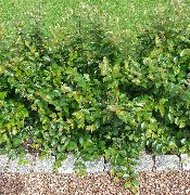 zöld Növény Hedge Madárbirs, Európai Madárbirs (Cotoneaster) fénykép